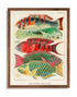 Mocha Wood Framed Great Barrier Reef Fishes Vintage Illustration Wall Art Print